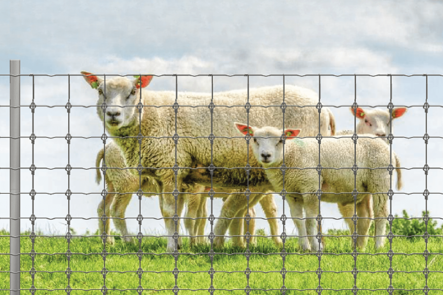 Animal Fixed Knot Fence